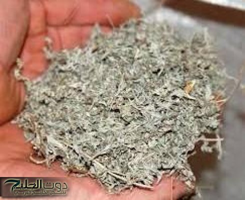 أبرزها إكليل الجبل.. أعشاب تساعد على طرد الجن والطاقة السلبية من المنزل نهائيًا