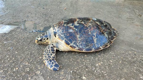 منال عوض تعلن الانتهاء من حملة موسعة لحصر وجمع طيور البجع بطريق السخنة