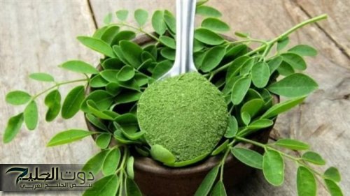 “ معجزة ربانية لا تقدر بثمن ” .. عشبة سحرية تحيي وظائف الكلى وتعيد نشاط الكبد مهما كان تالف وتحارب