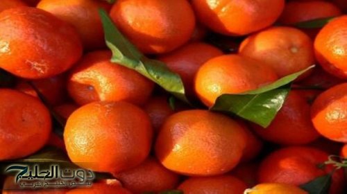 اليوسفي بين الفوائد والمخاطر: نصائح مهمة لمرضى المعدة