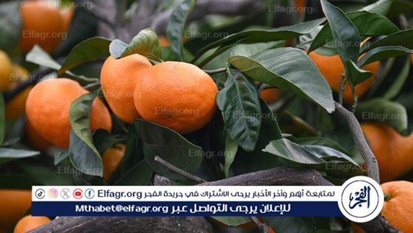 روسيا تسجل نموا ملحوظا في واردات اليوسفي من المغرب