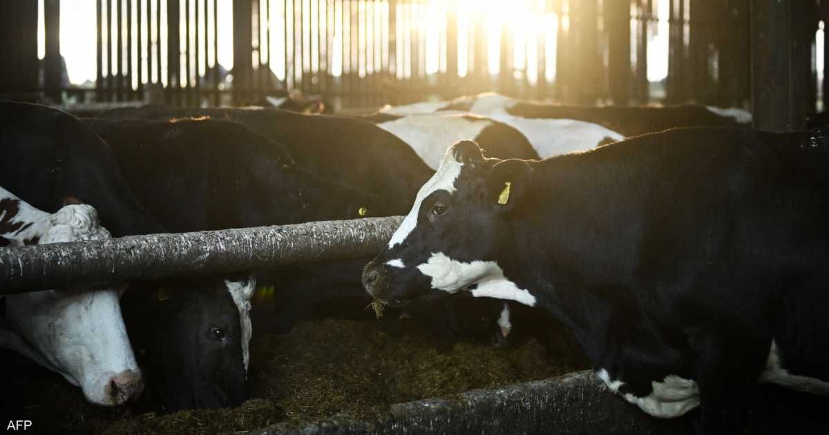 العالم اليوم - أوروبا تستعد.. رصد أول حالة لفيروس "اللسان الأزرق"