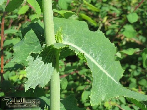 معجزة ربانية .. عشب طبيعي برخص التراب يُحسن الجهاز الهضمي ويُنظم الكولسترول ويخلصك من امراض الرئتين!!