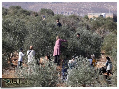 مستوطنون يتلفون 850 شجرة في الضفة المحتلة