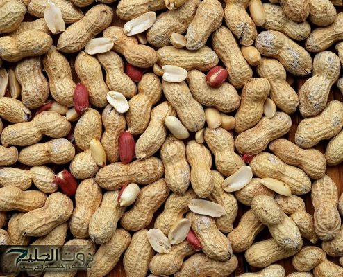 "مفعوله يقوي الذاكرة".. تناول الفول السوداني المحمص بقشره يوميا هيرفع نشاط المخ ويحسن الذاكرة