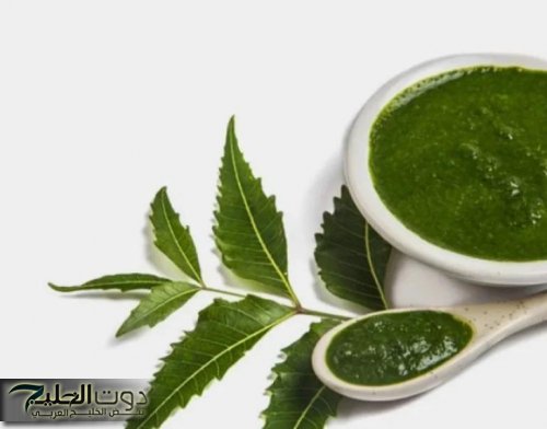 «طريقة جبارة».. بملعقة واحده فقط من هذه العشبة البسيطة ستنهي كل اوجاعك مهما كانت .. اوراق هذه الشجرة معجزة