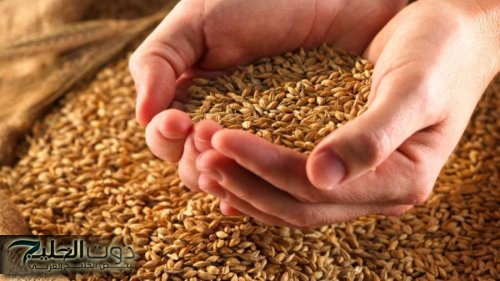أسعار القمح في الأردن
