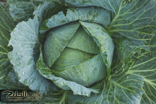 الكرنب سم قاتل في مطبخك.. صاحب محل خضروات يحذر من سم قاتل موجود في الكرنب.. عيالك هيموتوا في ثانيه..!!