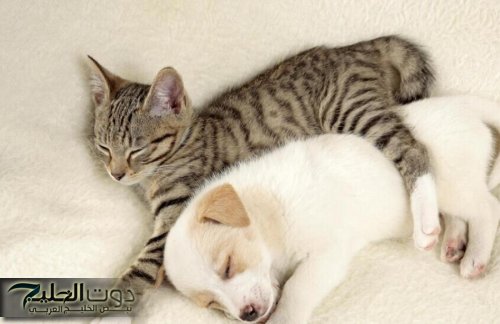 تحذير من عدوى خطيرة تنتقل من الحيوانات إلى البشر