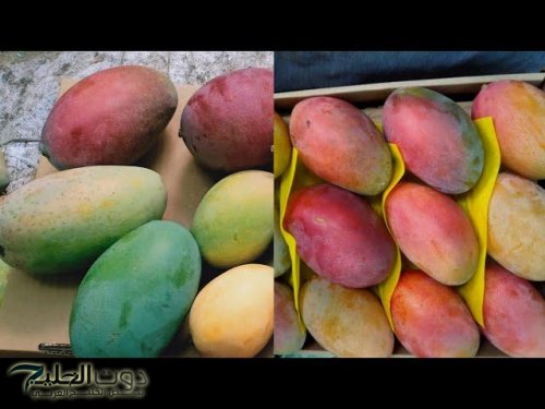 «ما تشتريهاش لو ببلاش».. أخطر نوع مانجو موجود في السوق مرشوش بمادة مسرطنة