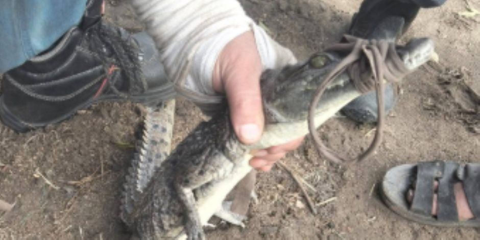 اصطياد تمساح قرية الزوامل بعد 6 أيام من البحث