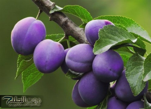 عشبة بسيطة مهملة تُزرع بكثرة في مصر… فوائدها قد تساعد في تحسين الهضم ودعم توازن السكر في الدم