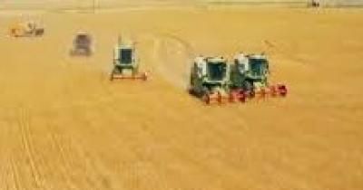 أخبار اليمن : الجوف .. زراعة 17 ألف و600 هكتاراً بمحصول القمح