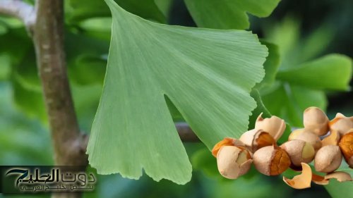 «كلمة كنز من ذهب قليلة عليها».. عشبة بسيطة تقوي الذاكرة وترجع الشايب شباب بسرعة قياسية