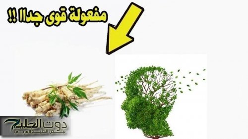 يابخت اللي جربها..!! وداعا للزهايمر والنسيان بعد اليوم.. 5 أعشاب سحرية تقوي الذاكرة وتزيد من التركيز ولها