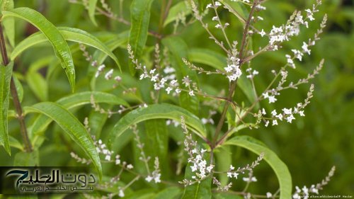 "عشبة نزلت من الجنة".. هذا النوع من الأعشاب يسـاعد في حرق الدهون الزائدة في الجسم وخسارة الوزن