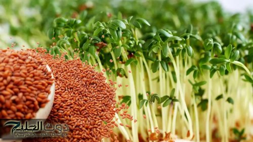 "هتخس وأنت تحت البطانية" .. بذور سحريه برخص التراب تنسف الدهون وتقضي على الكرش بطريقة لا تخطر علي بالك