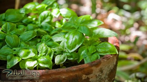 نبتة خضراء رخيصة الثمن.. تخفض ضغط الدم وتحمي من السرطان