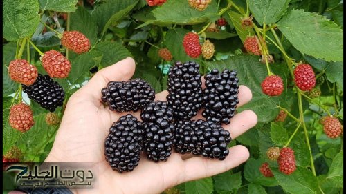محدش هيقولك سرها.. نبتة خارقة تعزز صحة القلب وتقي من السرطان كيف تتناولها؟