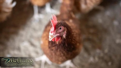 إسرائيل تبلغ عن تفش لإنفلونزا الطيور بمزرعة في الشمال