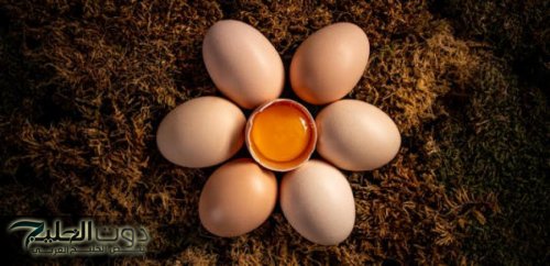 أفضل وقت لتناول البيض لإنقاص الوزن وبناء العضلات
