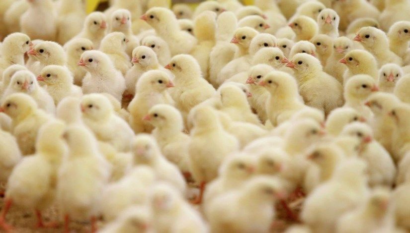 أسعار الكتاكيت اليوم الأربعاء 7 يناير 2026 في...