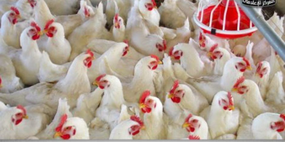 مجلس الوزراء يوضح حقيقة ظهور فيروس أنفلونزا الطيور بالمزارع المصرية