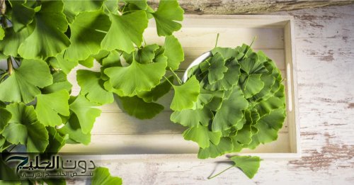 بتعرف تعد لحد كام!؟..فوائدها كثيرة لاتعد ولا تحصى… تعرّف على العشبة العجيبة المهملة التي تقوى الذاكرة وتعيد التركيز
