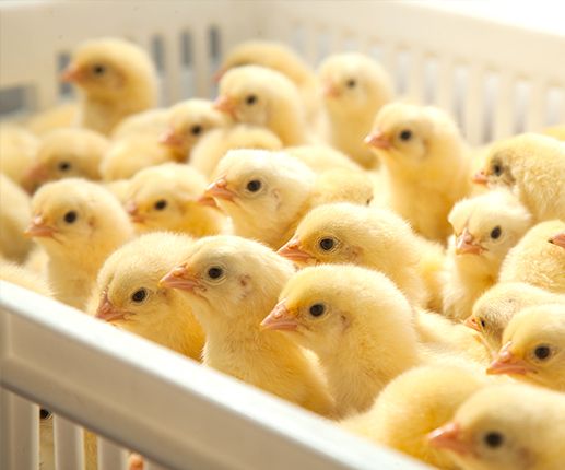 سعر الكتكوت الأبيض اليوم.. تباين ملحوظ في بورصة...