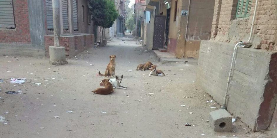 الزراعة: 54 عيادة متنقلة تجوب شوارع المحافظات خلال أيام لتعقيم الكلاب الضالة