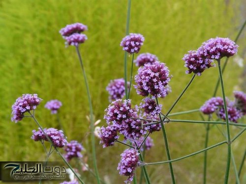 معجزة ربانية نزلت من السماء .. خبيرة علاجيه تكشف عن نبات سحري لعلاج الشيخوخة ويقضي على علامات تقدم السن