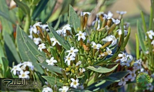 "كنز نزل عليهم من السماء"... ينجح مزارعون سوريون في زراعه افضل الاعشاب العلاجيه تقضي على الأورام