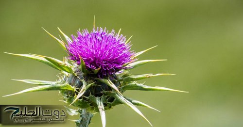 "ليه مليون استخدام!!".. الفوائد العلاجيه المذهله لنبات شوك الجمل ستجعلك غير قادر على الإستيعاب!!