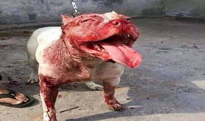 مأساة في لونه الألمانية: كلب من فصيلة البولدوغ...