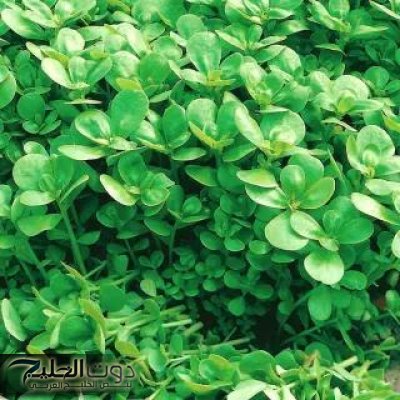 "نصيحة من طبيب صيني"... 4 عناصر جبارة يحتويها هذه العشبه في علاج الامراض المزمنه منها السرطان