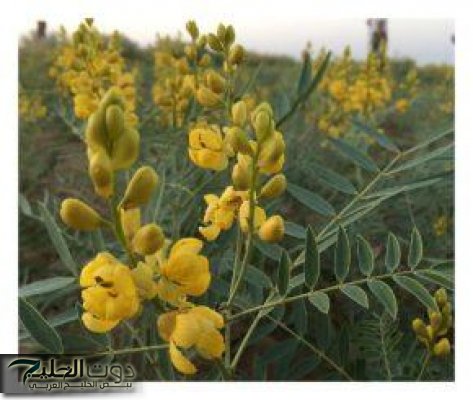 " هتصفي جسمك من السوم"... اعشاب مفعولها صاروخي تنقي الأمعاء والقولون من السموم المتراكمة