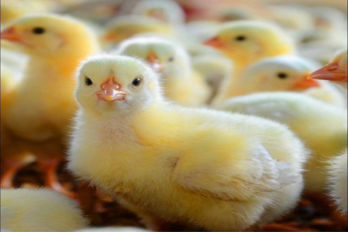 بشرى للمربين.. سعر الكتكوت الأبيض اليوم يسجل تراجعًا...