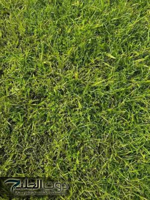 «هل تمتلك عيون النسر؟».. حاول العثور على الضفدع المختبئ بين الأعشاب خلال 7 ثوانٍ فقط!