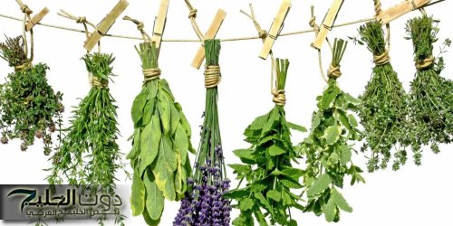 "هترجع تتنفس براحة من غير مجهود!".. أعشاب طبيعية فعّالة تنظف الرئة وتوسع الشعب الهوائية