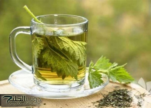 "الحل الذهبي".. عشبة البولدو السحرية التي يصفها الأطباء بكنز الاعشاب.. ليها 4 فوائد هتغير حياتك