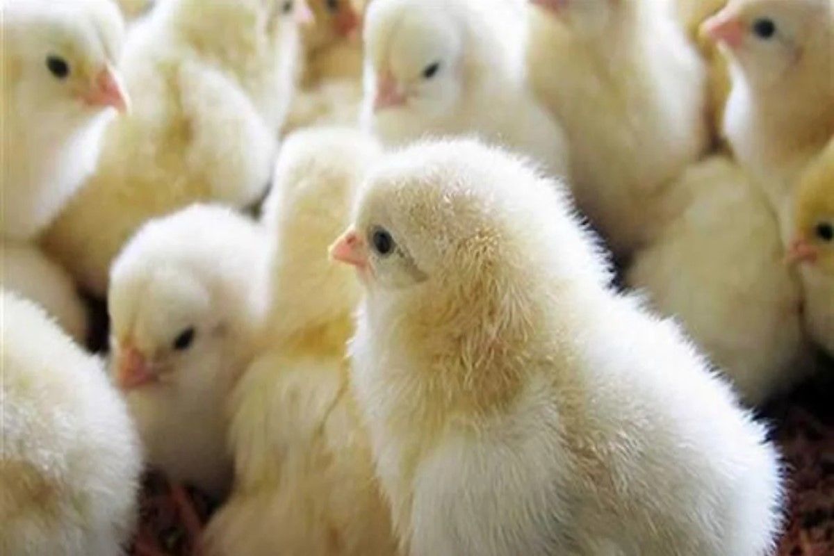 بشرى للمربين.. كم وصل سعر الكتكوت الأبيض اليوم...