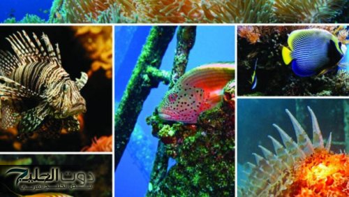 دخول اتفاقية التنوع البيولوجي البحري حيز التنفيذ