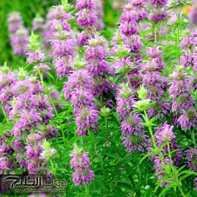 لا أدوية ولا حبوب الاعشاب هتقوم بالمهمة!!..وداعا لمشاكل وآلام القولون عشبة اللويزة الحل الطبيعي الفعال