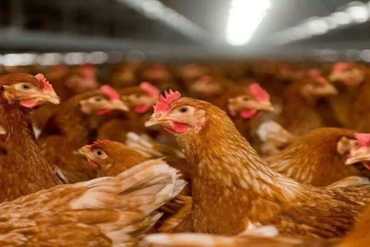 إعلان رسمي في سعر كيلو الفراخ البيضاء اليوم.. تحرك...