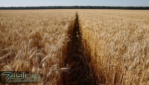 تزايد أسعار القمح في بورصة «يورونكست» بفعل الطلب المتزايد من السعودية والجزائر