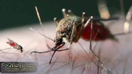 دواء تقليدي يظهر نتائج واعدة في علاج الملاريا الشديدة