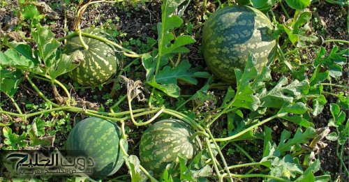 "طب الاعشاب هو الحل" اكتشف القوة الخارقة...عشبة جبارة بتكلفة قليلة تقلص سكر الدم التراكمي