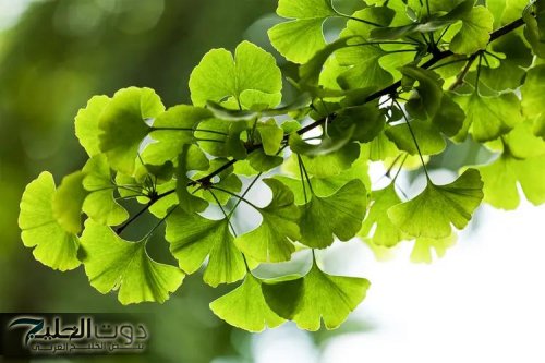 «اعشاب هتخليك تقفل الإمتحان»... تعرف على اشهر الوصفات الطبيه لعلاج الزهايمر وضعف الذاكره حتى بعد سن 70