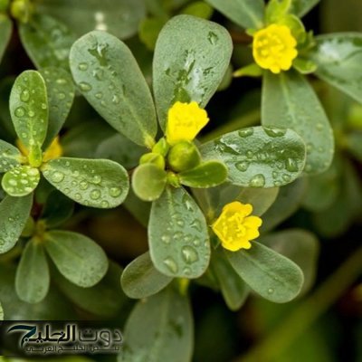 «لكل دا دواء والاعشاب هي اختيارك المثالي!!»..عشبة معحزة هتدي فوائد لا تعد ولا تحصى لصحتك..حياتك الصحية