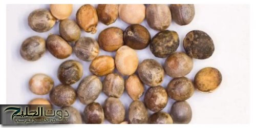 "نبتة واحدة تغنيك عن الصيدلية!".. عشبة خارقة تهدئ آلام المفاصل وتنظف الأمعاء وتخفف أعراض النقرس